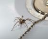 Le hack anti-araignée dont vous avez besoin pour la saison des amours des araignées